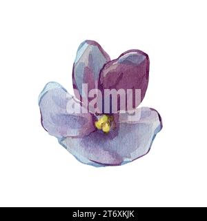 Fleur violette. Image tramée isolée. Peint à la main avec des aquarelles. Pour la conception de cartes, emballage et décoration de tissu Banque D'Images