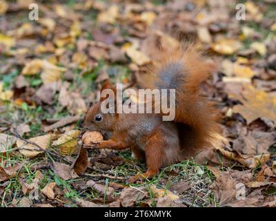 Un écureuil recueillant de la nourriture pour l'hiver. Illustration de la faune d'automne. Joli fond avec espace pour une description. Banque D'Images