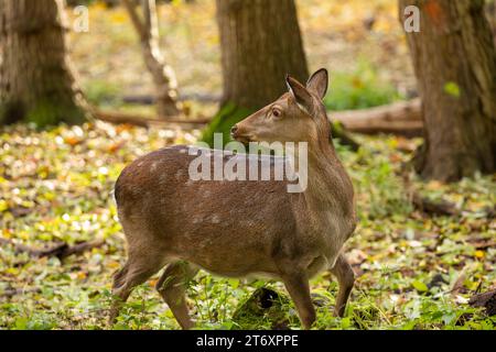 Nahaufnahme von einem REH im Wald *** gros plan d'un cerf dans la forêt Copyright : xx Banque D'Images