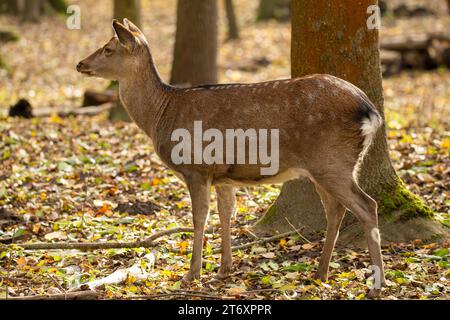 Nahaufnahme von einem REH im Wald *** gros plan d'un cerf dans la forêt Copyright : xx Banque D'Images