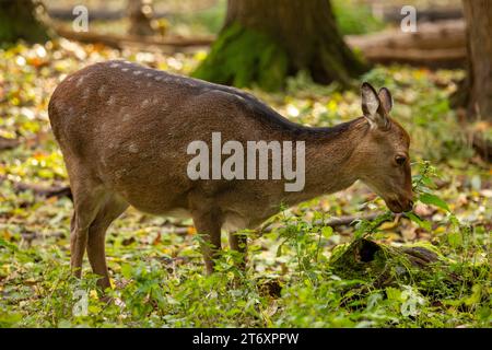 Nahaufnahme von einem REH im Wald *** gros plan d'un cerf dans la forêt Copyright : xx Banque D'Images