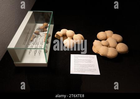 Poupées Travenanzes (concrétions calcaires), Centre des visiteurs du Parc naturel de Fanes-Senes-Braies, San Vigilio di Marebbe, Trentin-Haut-Adige, Italie Banque D'Images