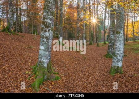 Filtrage de la lumière du soleil à travers la canopée d'automne dans une forêt magique de bouleaux en Italie. Coucher de soleil avec des rayons de soleil brillants visibles à travers la végétation d'automne Banque D'Images