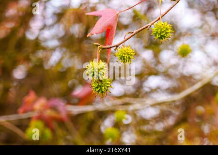 Feuilles rouges colorées et fruits verts à pointes de Liquidambar styraciflua. Feuillage d'automne de Sweet gum américain Banque D'Images