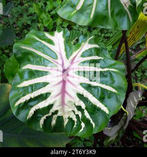 Les feuilles d'une variante Waikiki de l'Elephant Ears plantent dans un jardin. Banque D'Images