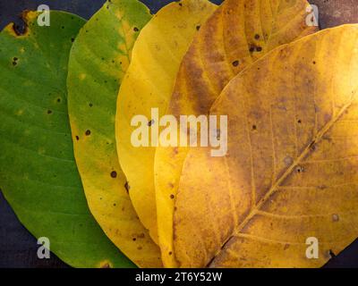 Une scène d'automne vibrante avec une seule feuille verte parmi un groupe de quatre feuilles jaunes et brunes reposant sur le sol Banque D'Images