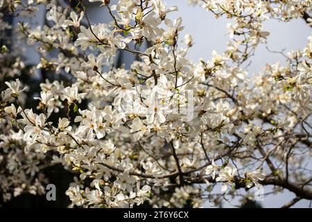 La floraison abondante du cobus magnolia (Magnolia kobus DC.) Fond naturel de printemps de nombreuses fleurs blanches sur une branche d'arbre dans le jardin. Fleurs Banque D'Images