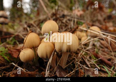 Gros plan naturel sur un groupe émergent de coiffe brillante ou colorée, Coprinellus micaceus, dans la forêt Banque D'Images