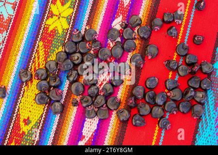 Gros plan de maïs Maiz Morado, Purple Corn, Zea mays indurata, kʼculli ou Black Aztec Corn Corn sur une nappe rouge péruvienne traditionnelle colorée Banque D'Images