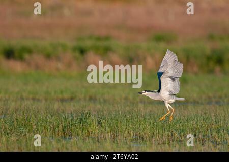 Héron nocturne à couronne noire (Nycticorax nycticorax) survolant une zone humide. Lac Karatas, Burdur, Turquie. Banque D'Images