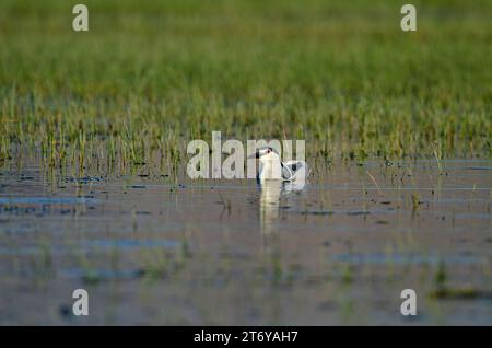 Héron nocturne à couronne noire (Nycticorax nycticorax) chassant parmi les plantes dans une zone humide. Lac Karatas, Burdur, Turquie. Banque D'Images