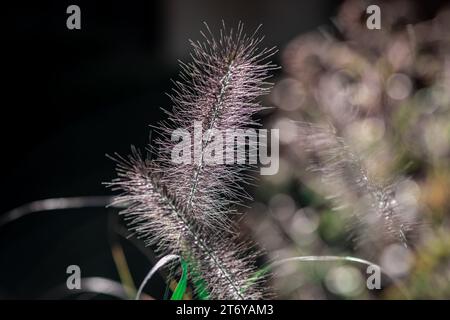 photo de fleurs d'automne sur fond naturel Banque D'Images