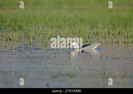 Héron nocturne à couronne noire (Nycticorax nycticorax) chassant parmi les plantes dans une zone humide. Lac Karatas, Burdur, Turquie. Banque D'Images