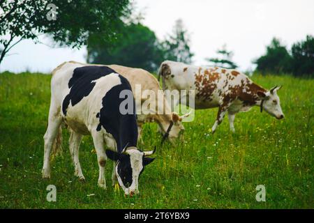 Les vaches de race supérieure paissent sur l'herbe verte tout en errant dans la prairie à la ferme Banque D'Images