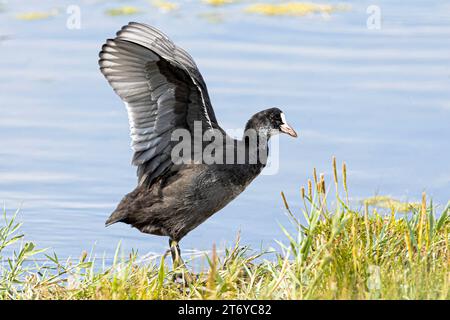 Un chaumière sèche ses plumes après un long bain. Banque D'Images