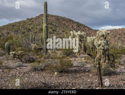 Paysage pittoresque du désert de Sonora montrant de multiples espèces de cactus, y compris des saguaros et des chainfruit. Orgue Pipe Cactus National Monument, AJO, Ariz Banque D'Images