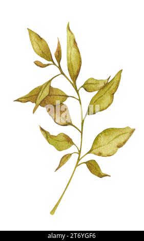 Branche avec des feuilles flétrissantes. Illustration botanique aquarelle. Élément isolé pour la conception de l'emballage, logo, cartes, impression de mariage, invitations, Banque D'Images