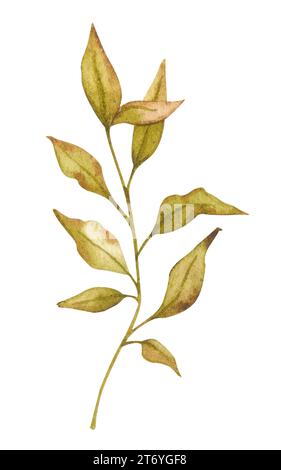 Branche avec des feuilles flétrissantes. Illustration botanique aquarelle. Élément isolé pour la conception de l'emballage, logo, cartes, impression de mariage, invitations, Banque D'Images