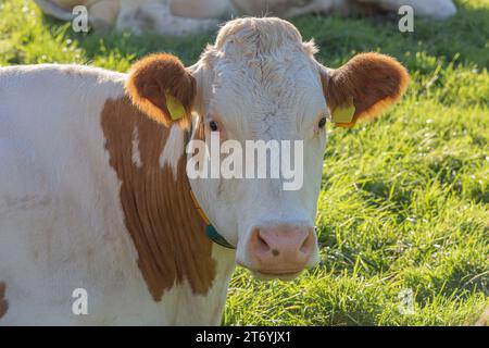 Portrait d'une vache tachetée dans un pré dans une ferme aux pays-Bas par une journée ensoleillée. Banque D'Images