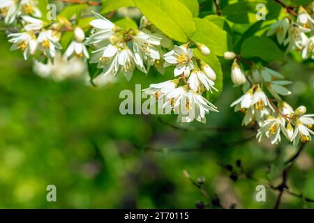 Deutzia crenata fleurs de neige japonaise , Slender deutzia. Fuzzy Deutzia, Deutzia double fleuri en fleur Banque D'Images