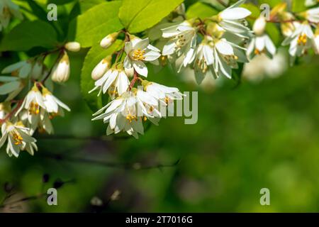 Deutzia crenata fleurs de neige japonaise , Slender deutzia. Fuzzy Deutzia, Deutzia double fleuri en fleur Banque D'Images