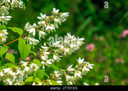 Deutzia crenata fleurs de neige japonaise , Slender deutzia. Fuzzy Deutzia, Deutzia double fleuri en fleur Banque D'Images