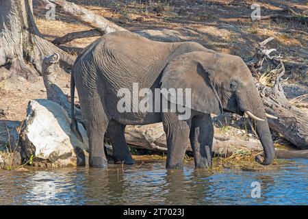 Éléphant d'Afrique se refroidissant dans une rivière de la rivière Chobe au Botswana Banque D'Images
