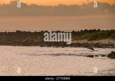 Coucher de soleil sur la plage de Punta Carola, avec un lion de mer jouant dans la mer, près du rivage, îles Galapagos Banque D'Images