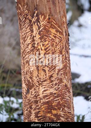 Le castor rongeait les arbres sur la rive d'une rivière avec des dents Banque D'Images