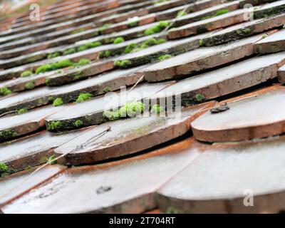 Coussins de mousse verte poussant sur un vieux toit recouvert de tuiles simples Banque D'Images