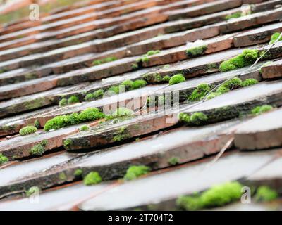 Coussins de mousse verte poussant sur un vieux toit recouvert de tuiles simples Banque D'Images