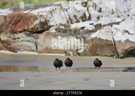 Oystercatchers dans une ligne Banque D'Images