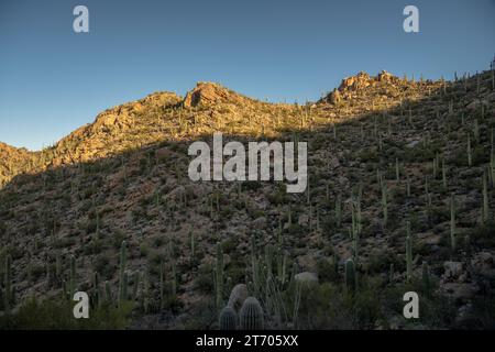 Sharp Shadow sur Une colline couverte dans le parc national de Saguaro Banque D'Images