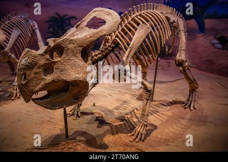 Vue du musée d'histoire naturelle de Hohhot avec des squelettes de dinosaures exposés à Hohhot, Mongolie intérieure, Chine Banque D'Images