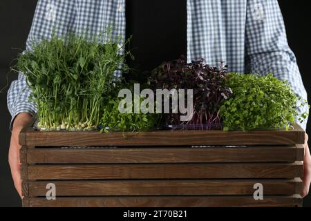 Homme avec caisse en bois de différents microgreens frais sur fond noir, closeup Banque D'Images