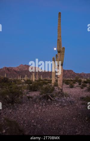 Une pleine lune se lève à côté d'un cactus Saguaro dans Organ Pipe Cactus National Monument dans le désert de Sonora, AJO, Arizona, États-Unis Banque D'Images