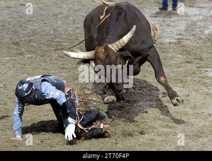 (231113) -- TORONTO, 13 nov. 2023 (Xinhua) -- Tyler Ewart tombe de son taureau lors de la compétition Bull Riding de la section Rodéo au Royal Horse Show 2023 à Toronto, Canada, le 12 novembre 2023. (Photo de Zou Zheng/Xinhua) Banque D'Images