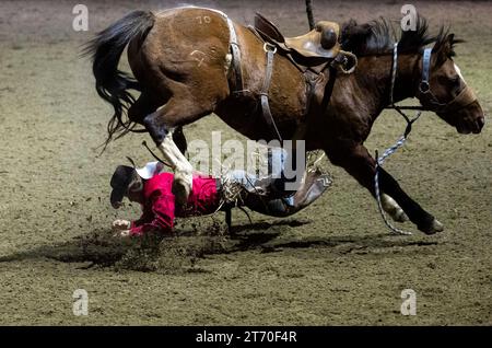 (231113) -- TORONTO, 13 nov. 2023 (Xinhua) -- Peter Mast tombe de son cheval lors de la compétition Saddle Broncos de la section Rodéo au Royal Horse Show 2023 à Toronto, Canada, le 12 novembre 2023. (Photo de Zou Zheng/Xinhua) Banque D'Images