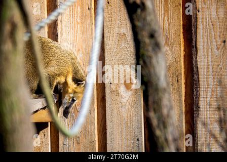 Triste coati sud-américain (Nasua nasua) dans un zoo en Pologne en bois de fond copie espace Banque D'Images