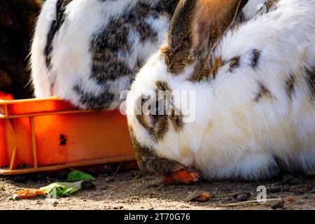 Gros plan sur le lapin domestique (Oryctolagus cuniculus domesticus) mangeant Banque D'Images