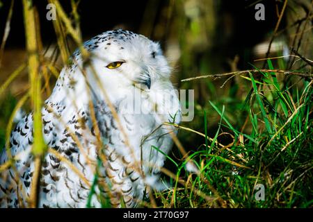 Hibou des neiges (Bubo scandiacus) entre fond d'espace copie de brousse Banque D'Images