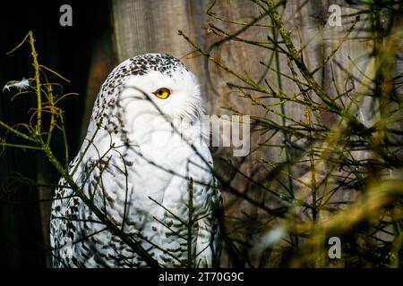 Hibou des neiges (Bubo scandiacus) entre fond d'espace copie de brousse Banque D'Images