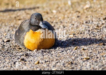 Shelduck australien mâle (Tadorna tadornoides) gros plan regardant la caméra Banque D'Images