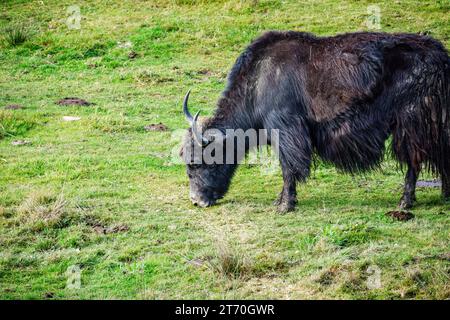 Deux yaks sauvages (Bos mutus) sur fond d'herbe de pâturage copie-espace Banque D'Images