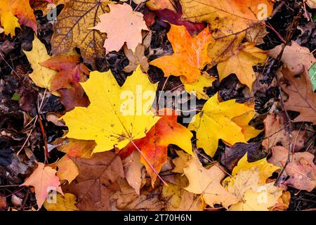 Sucre tombé et feuilles d'érable rouge sur le sol de la forêt. Réserve forestière de Thatcher Woods, Illinois. Banque D'Images