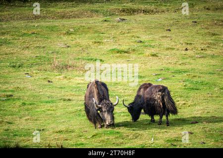 Deux yaks sauvages (Bos mutus) pâturant sur fond d'herbe copie-espace Banque D'Images