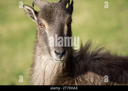 Gros plan sur le visage du tahr de l'Himalaya (Hemitragus jemlahicus) Banque D'Images