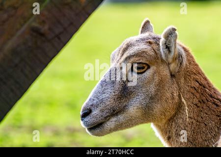 Gros plan sur la tête de mouflon femelle européenne (Ovis aries musimon) Banque D'Images