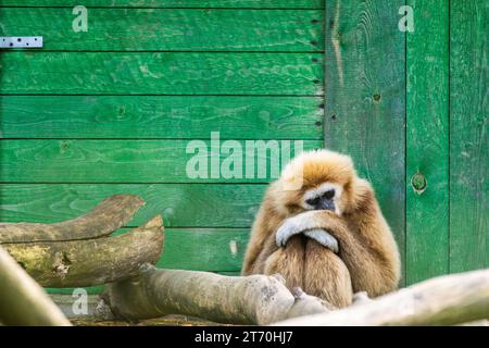 Gibbon contemplant vivre en captivité dans le parc zoologique Banque D'Images