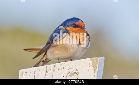 Oiseau hirondelle de bienvenue en gros plan perché sur un poteau peint en blanc au parc national de Fitzgerald River, Australie occidentale, Australie Banque D'Images